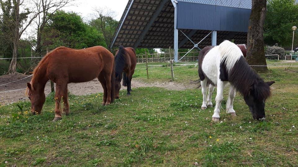 Pension poney près de Artix