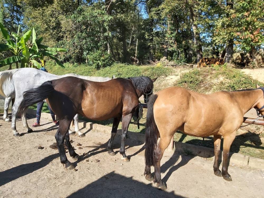 chevaux-attache