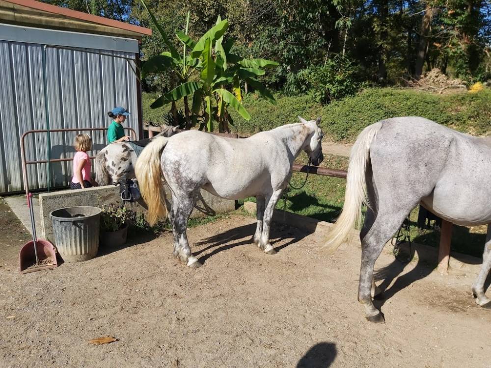Sortie poney près de Artix