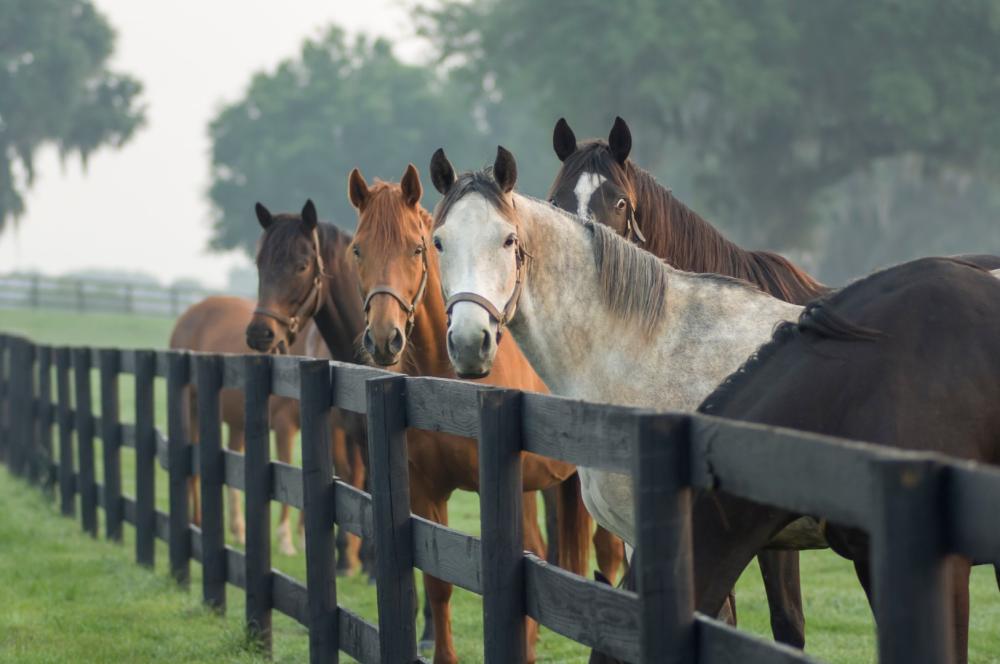 chevaux-pre-barriere-bois