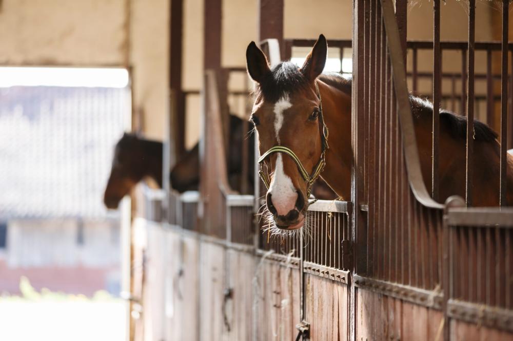 chevaux-boxe