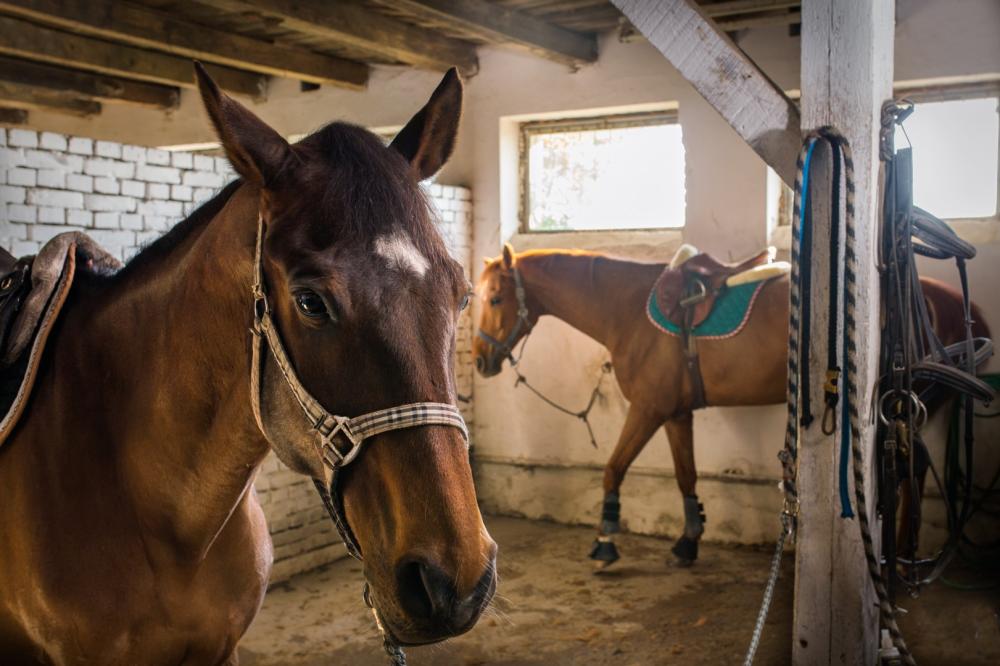 preparation-chevaux