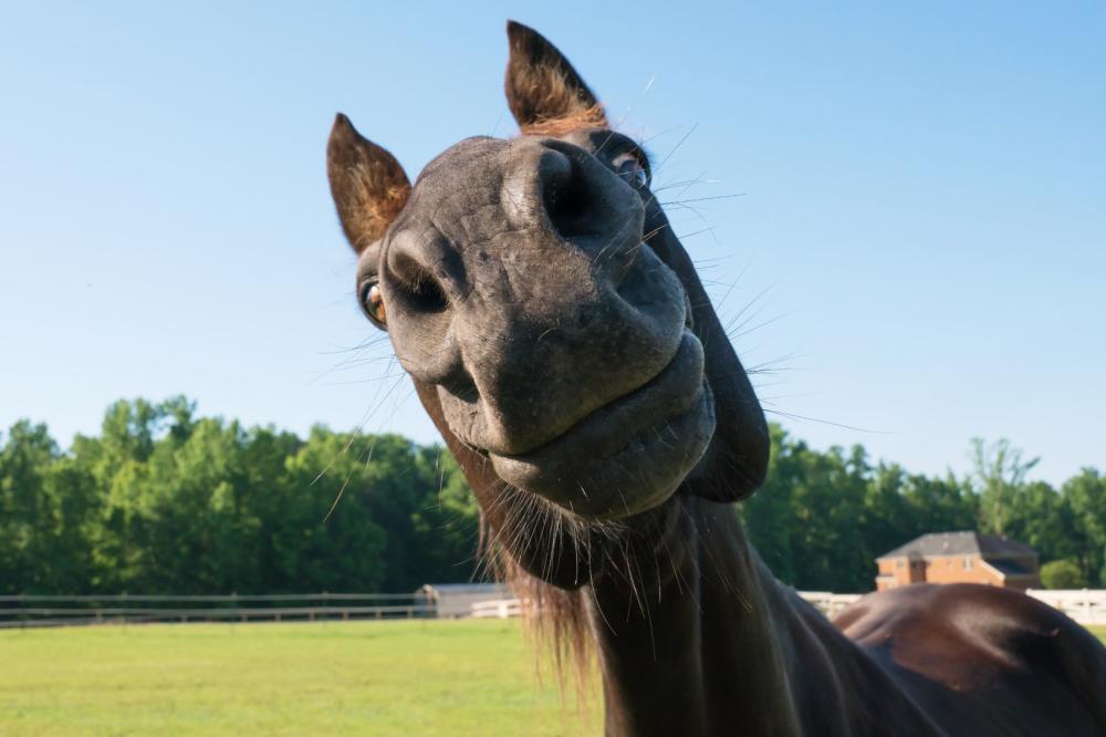 tete-cheval