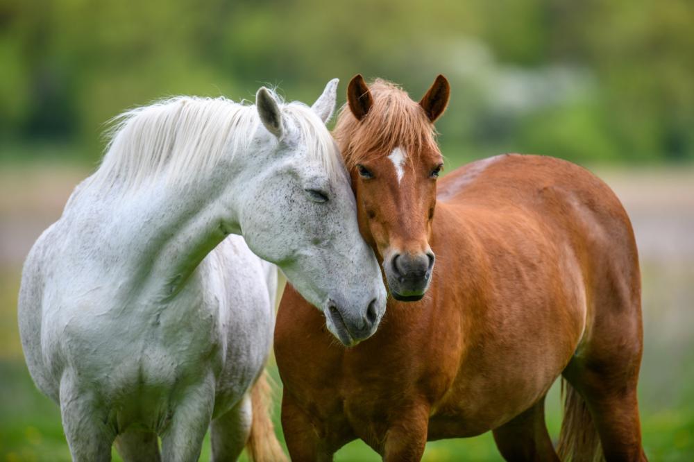 chevaux-gris-alezan