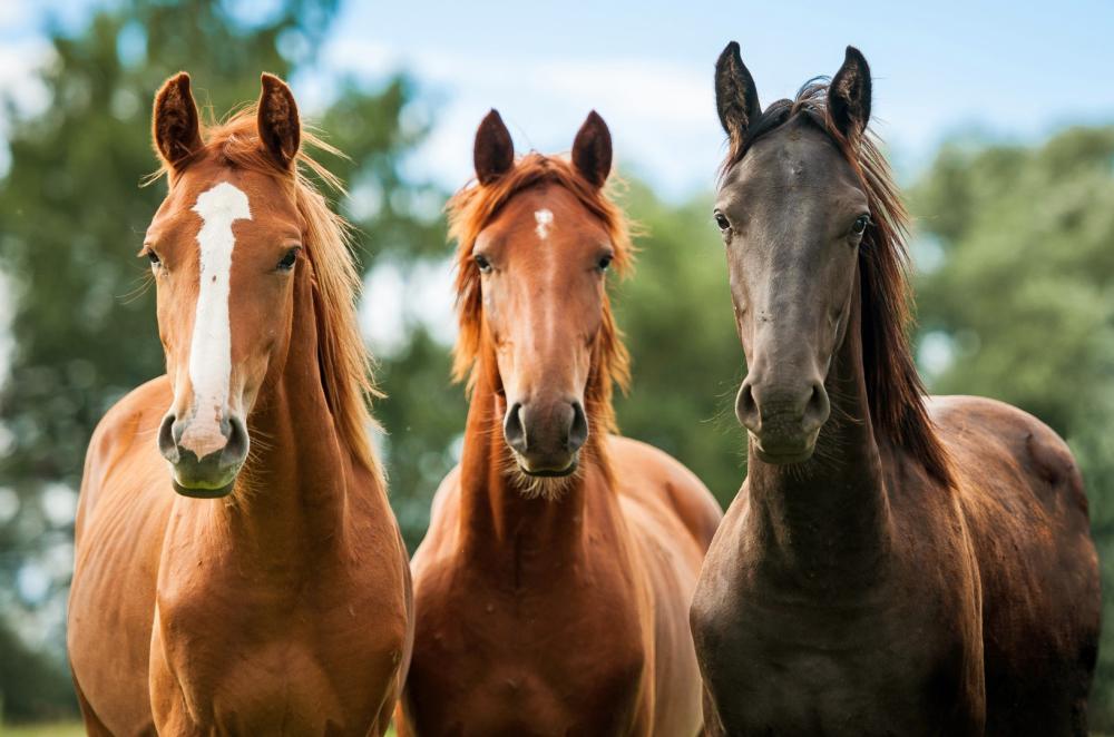trois-chevaux